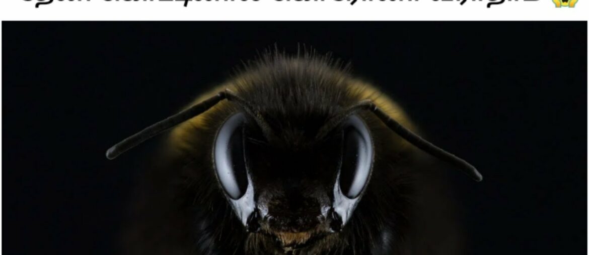 Bee VENOM | CORONAVIRUS |Kelitics