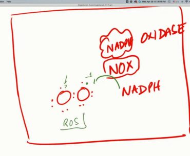 COVID-19 Insights: Hypercoagulability Role of the ACE2 Enzyme - Part 1