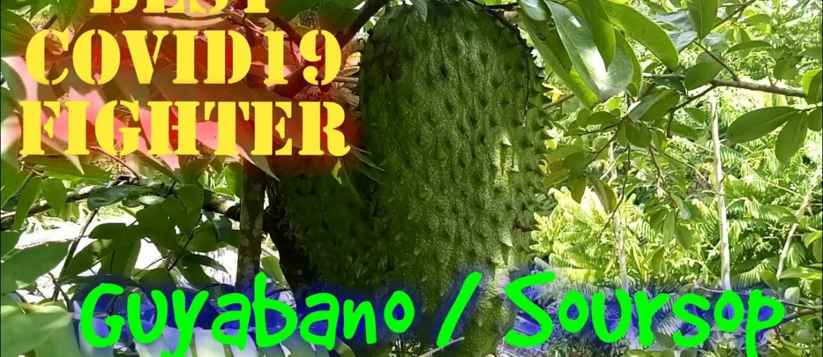 Guyabano I Soursop best COVID19 fighter ,How to produce more fruits?