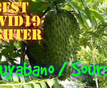 Guyabano I Soursop best COVID19 fighter ,How to produce more fruits?