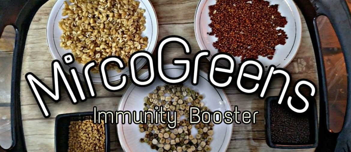 Immunity booster - Grow Microgreen at Home #Lockdown #Covid19