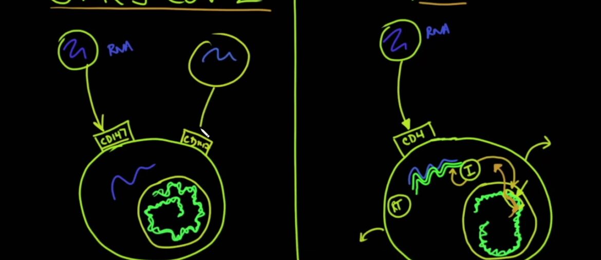 Coronavirus Pandemic Update 55  How COVID 19 Infection Attacks The Immune System & Differs From HIV