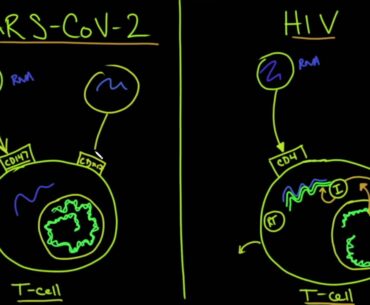 Coronavirus Pandemic Update 55  How COVID 19 Infection Attacks The Immune System & Differs From HIV