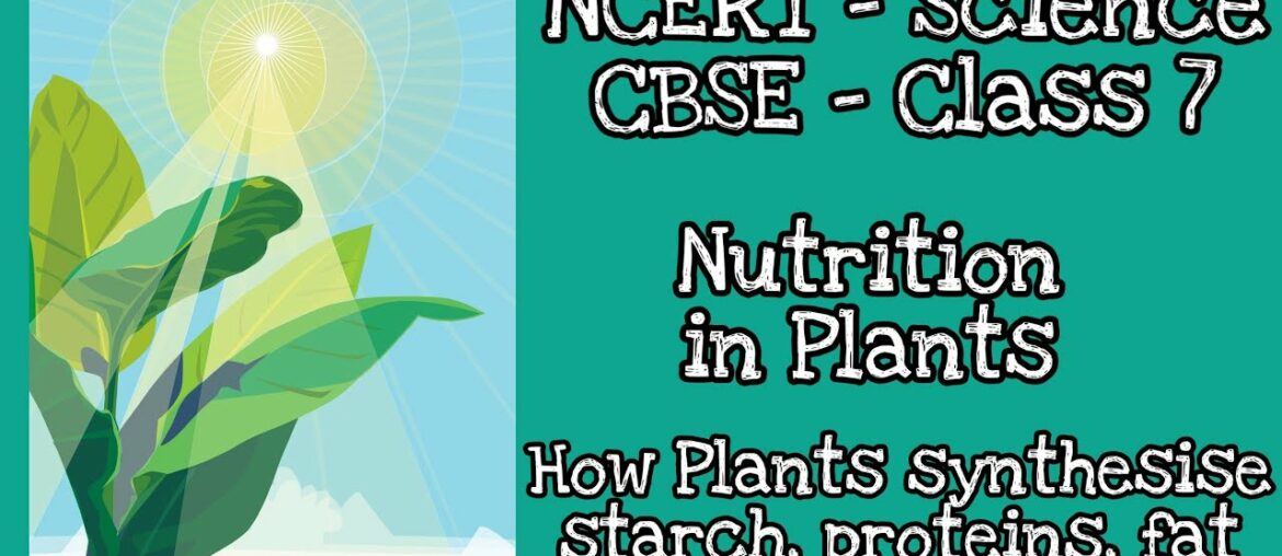 How Plants synthesise starch, proteins, oils and vitamins - Science NCERT class 7 - CBSE