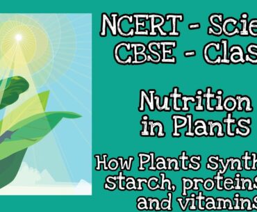 How Plants synthesise starch, proteins, oils and vitamins - Science NCERT class 7 - CBSE