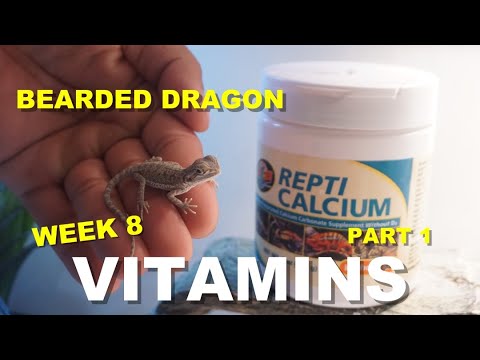 Bearded Dragon Calcium And Vitamin D3 !! Week 9 | Part 1