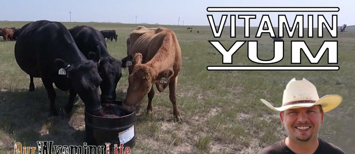 Vitamins, Minerals and Protein and Fly Control in Cattle Nutrition
