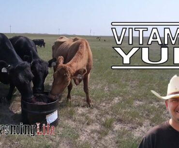 Vitamins, Minerals and Protein and Fly Control in Cattle Nutrition