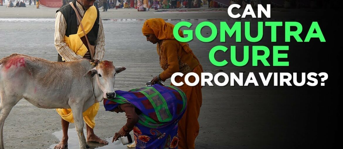 Coronavirus Hack: Can Cow Urine (Gomutra) Or Cow Dung Really Cure Coronavirus? | NewsMo