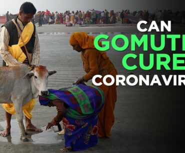 Coronavirus Hack: Can Cow Urine (Gomutra) Or Cow Dung Really Cure Coronavirus? | NewsMo