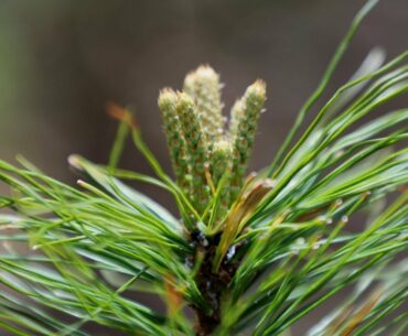 Natures Vitamin C Capsules: Eating a Pine Tree