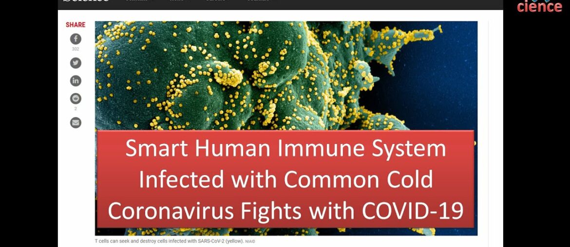 Smart Human Immune System Infected with Common Cold Coronavirus Fights with COVID-19