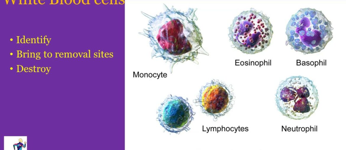 Immune Enhancement for the Corona virus