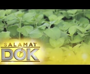 Salamat Dok: Health benefits of Oregano