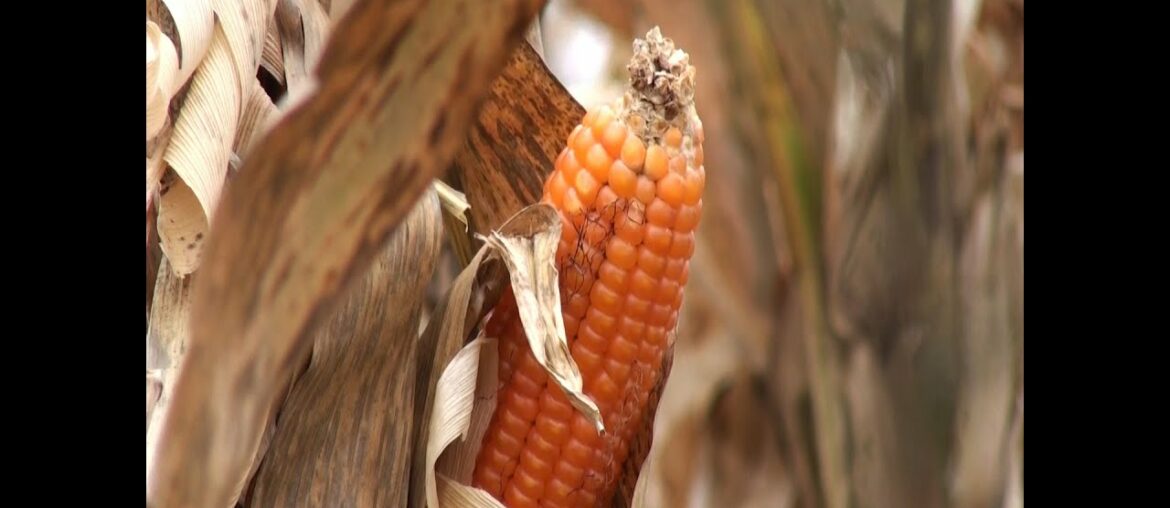 Naturally nutritious corn fights vitamin A deficiency in Africa