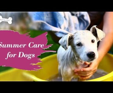 Best Calcium & Multivitamin For Dog In India | Summer Care Supplements | Coat & Fur Hairfall Care |