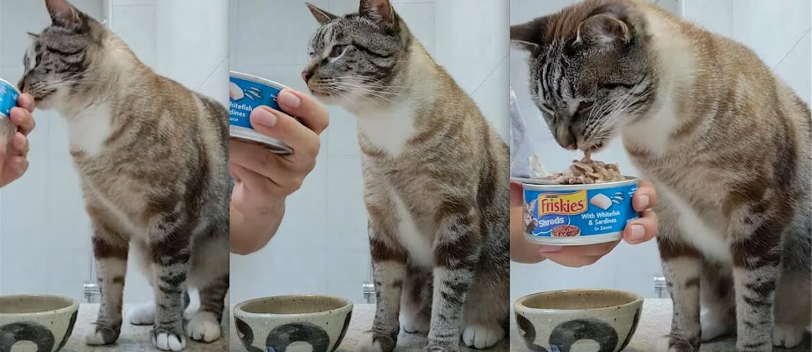 Purina Friskies Shreds with Whitefish & Sardines in Sauce Wet Cat Food Eating Demonstration Reviews