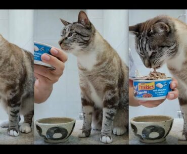 Purina Friskies Shreds with Whitefish & Sardines in Sauce Wet Cat Food Eating Demonstration Reviews