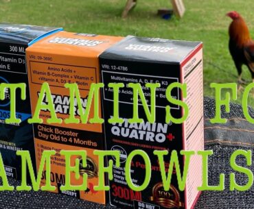 Vitamins and Supplements for Gamefowls and Chicks