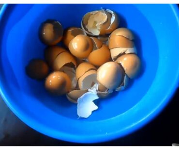 How To Produce High Nutrient Calcium Supplement From Egg Shell