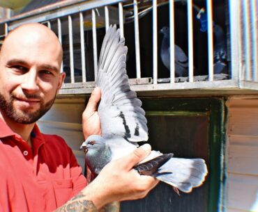 Racing Pigeons explained with supplements