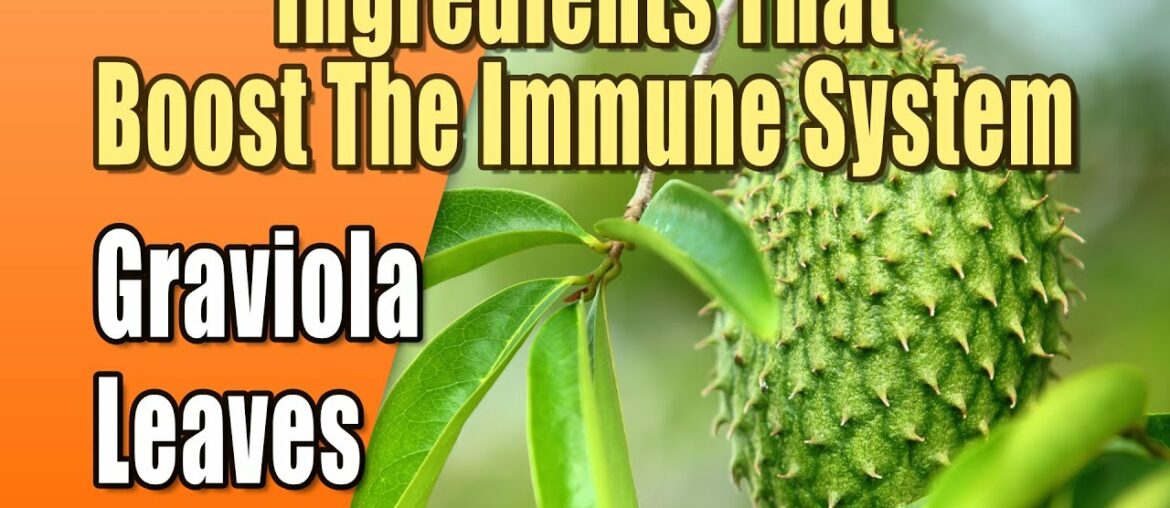 Foods That Boost The Immune System - Graviola Leaves