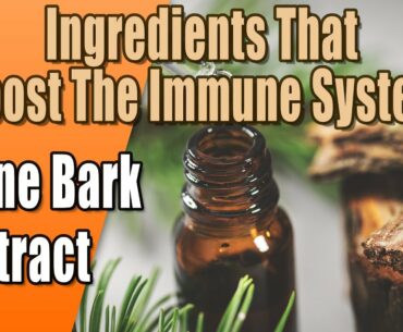 Ingredients That Boost The Immune System - Pine Bark