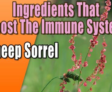 Ingredients That Boost The Immune System - Sheep Sorrel