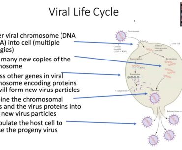 Biology of Coronavirus and the Immune System - Tuesday, May 19, 2020