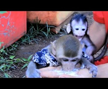 Monkey Marie love to eat vitamin C and monkey baby Jackson cry want to eat same.#845
