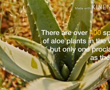 Aloe Vera |forever |source of vitamin c|