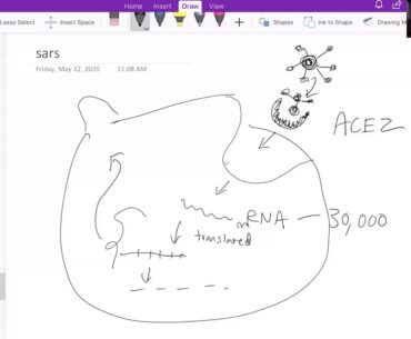 Exploring immunity to COVID-19 with IEDB.org