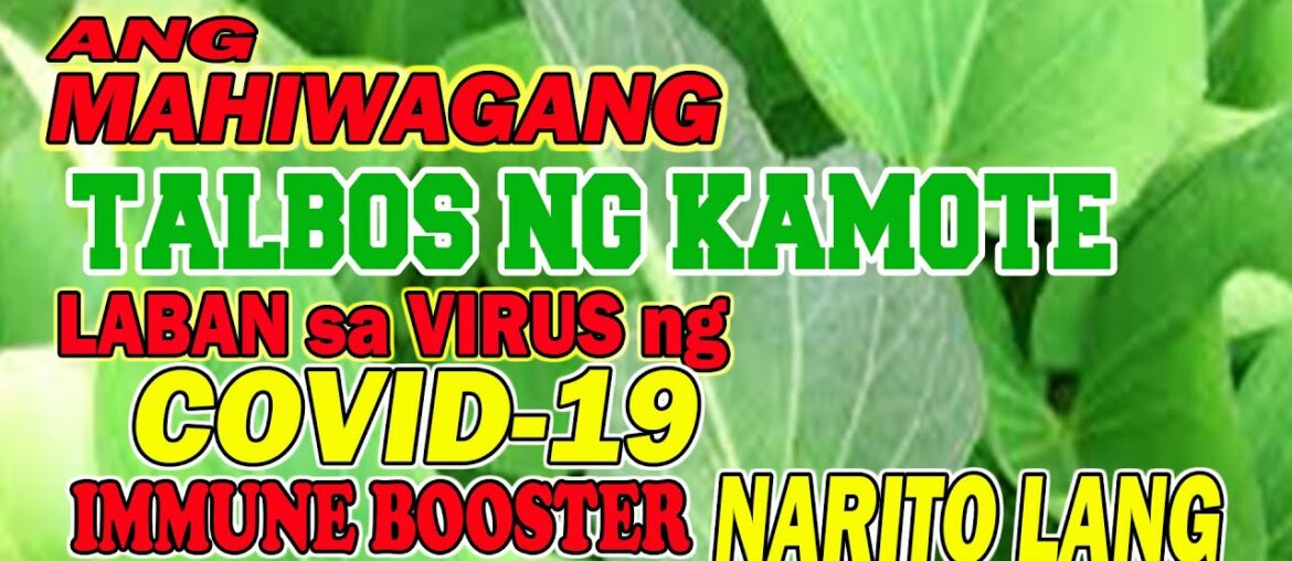 NATURAL REMEDY - IMMUNE BOOSTER TALBOS NG KAMOTE  ANTI COVID 19