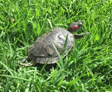 Aquatic Turtle Getting Vitamin D