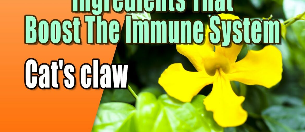 Ingredients That Boost The Immune System - Cat's claw