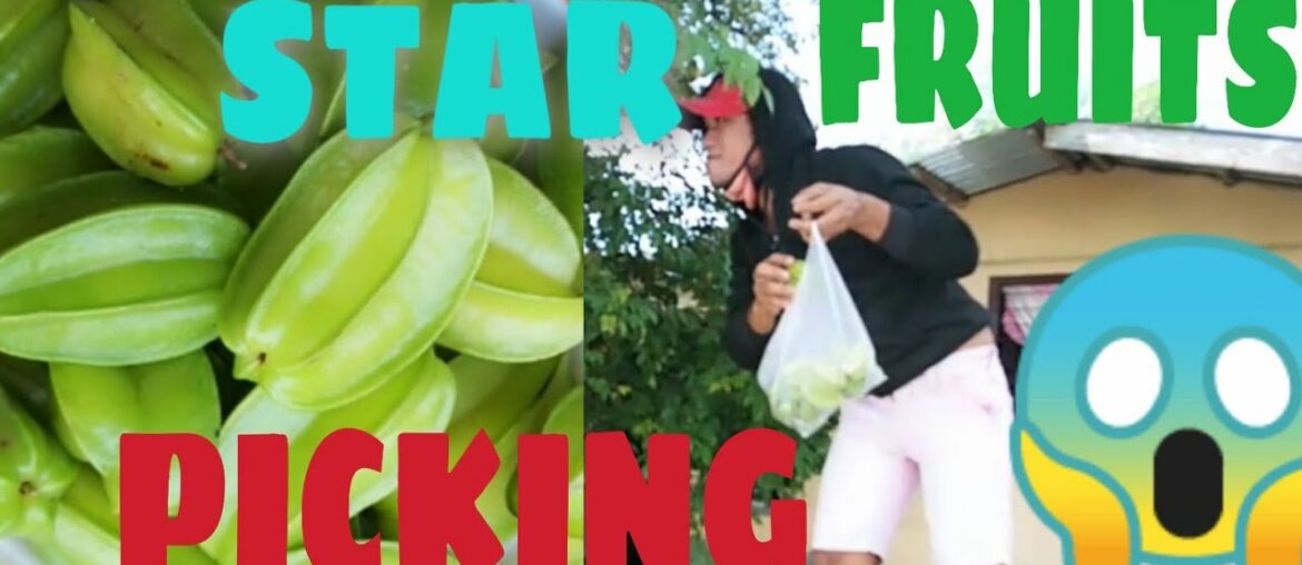 PICKING STARFRUITS | RICH IN VITAMINS C