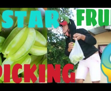 PICKING STARFRUITS | RICH IN VITAMINS C