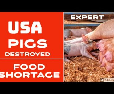 USA Meat PORK Shortage | PIGs are Destroyed due to Corona Virus - Food Shortage Video 2020