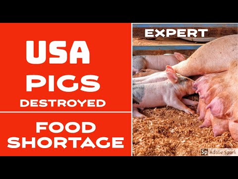 USA Meat PORK Shortage | PIGs are Destroyed due to Corona Virus - Food Shortage Video 2020