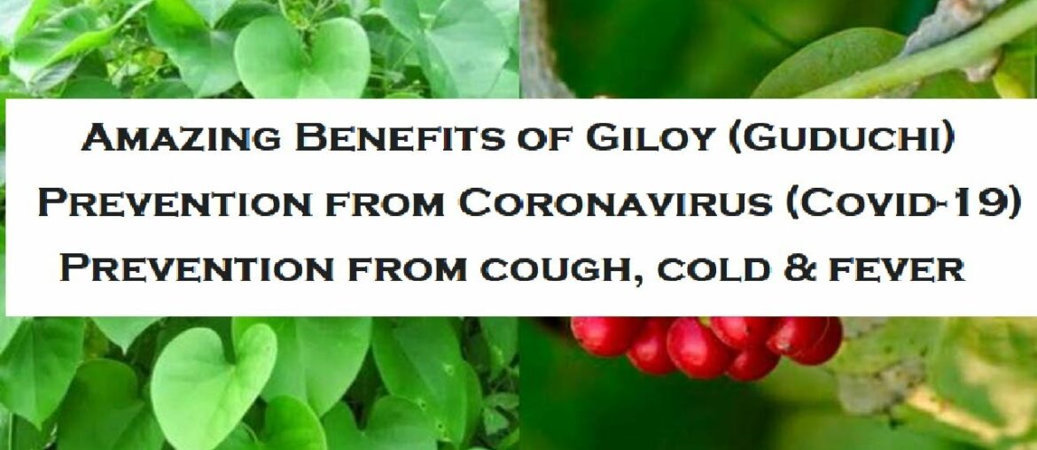 Benefits of Giloy/Guduchi | Prevention from Covid 19 Coronavirus| Cough, Cold, Fever| Giloy ke fayde