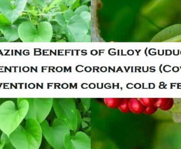 Benefits of Giloy/Guduchi | Prevention from Covid 19 Coronavirus| Cough, Cold, Fever| Giloy ke fayde