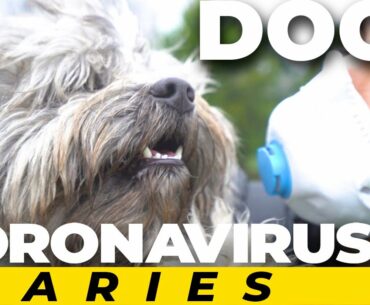 Dogs immune to CORONAVIRUS ? l Coronavirus Diaries l Istanbul, Turkey