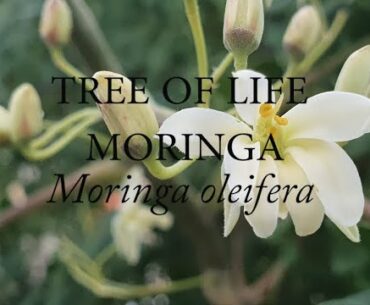 Moringa oleifera, a COVID Immune booster?