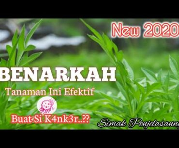 Nutrisi Kenikir||Efektifkah Atasi Si K4nk3r?||New 2020