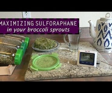 How To Increase Sulforaphane in Broccoli Sprouts by ~3.5-fold