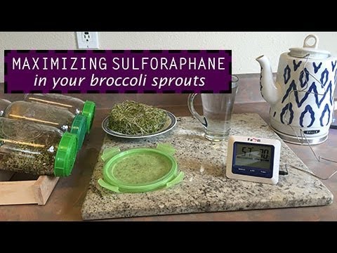 How To Increase Sulforaphane in Broccoli Sprouts by ~3.5-fold