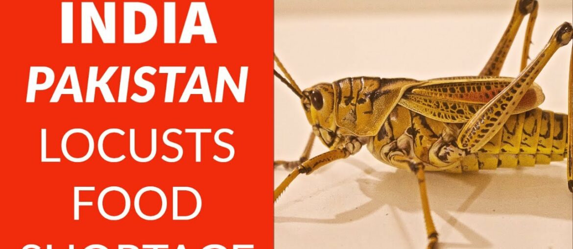 World Food Shortage | India Awaits Locusts | 2020