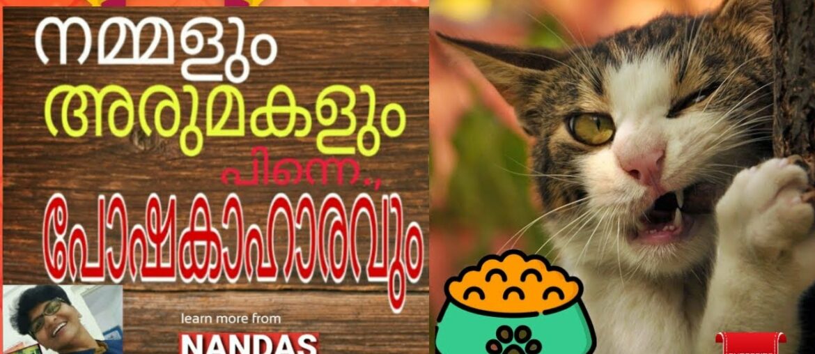 Awesome Tips for Feeding Your Cats | Essential Nutrients For Cats | Nandan Pets&Us | Vanaja Subash