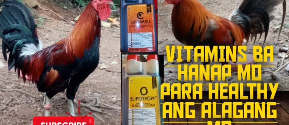 Vitamins ba hanap mo para healthy alaga mo