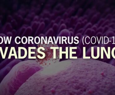 How Coronavirus (COVID-19) Invades the Lungs